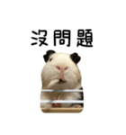 モルモットのドドちゃんとレレちゃん（個別スタンプ：2）