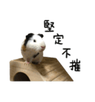モルモットのドドちゃんとレレちゃん（個別スタンプ：5）