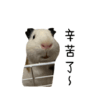 モルモットのドドちゃんとレレちゃん（個別スタンプ：6）