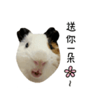 モルモットのドドちゃんとレレちゃん（個別スタンプ：7）