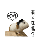 モルモットのドドちゃんとレレちゃん（個別スタンプ：9）