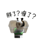 モルモットのドドちゃんとレレちゃん（個別スタンプ：11）