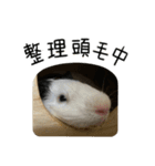 モルモットのドドちゃんとレレちゃん（個別スタンプ：20）