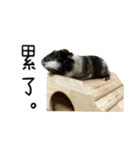 モルモットのドドちゃんとレレちゃん（個別スタンプ：21）