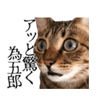 ダジャレ＋死語のデカ文字猫スタンプ。（個別スタンプ：23）