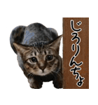 ダジャレ＋死語のデカ文字猫スタンプ。（個別スタンプ：26）