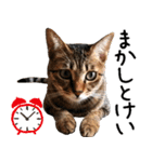 ダジャレ＋死語のデカ文字猫スタンプ。（個別スタンプ：27）