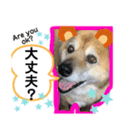 安岡家のペット③（個別スタンプ：1）