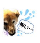 安岡家のペット③（個別スタンプ：3）