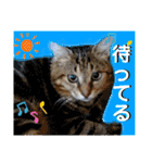 安岡家のペット③（個別スタンプ：5）