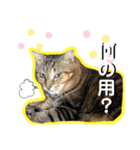 安岡家のペット③（個別スタンプ：6）