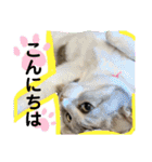 安岡家のペット③（個別スタンプ：15）