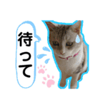 安岡家のペット③（個別スタンプ：28）