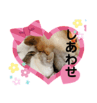 安岡家のペット③（個別スタンプ：29）
