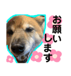 安岡家のペット③（個別スタンプ：32）