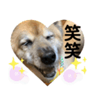 安岡家のペット③（個別スタンプ：37）