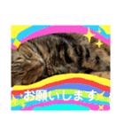 安岡家のペット③（個別スタンプ：38）