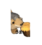 うるさい犬（個別スタンプ：18）