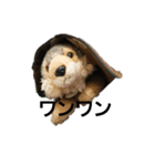 うるさい犬（個別スタンプ：29）