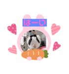 ごまもこすみれ（個別スタンプ：2）
