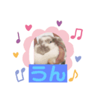 ごまもこすみれ（個別スタンプ：4）