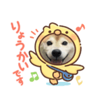 柴犬 もこむぎ3（個別スタンプ：1）