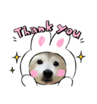 柴犬 もこむぎ3（個別スタンプ：2）