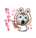 柴犬 もこむぎ3（個別スタンプ：3）
