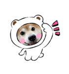 柴犬 もこむぎ3（個別スタンプ：4）