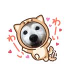 柴犬 もこむぎ3（個別スタンプ：5）