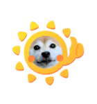 柴犬 もこむぎ3（個別スタンプ：6）