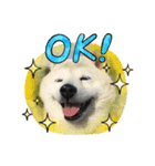 柴犬 もこむぎ3（個別スタンプ：7）