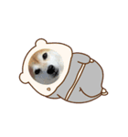 柴犬 もこむぎ3（個別スタンプ：8）