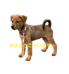 愛犬Chériと素敵なお友達（個別スタンプ：1）