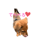 愛犬Chériと素敵なお友達（個別スタンプ：3）