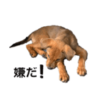 愛犬Chériと素敵なお友達（個別スタンプ：4）