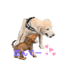 愛犬Chériと素敵なお友達（個別スタンプ：5）