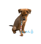 愛犬Chériと素敵なお友達（個別スタンプ：6）
