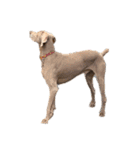 愛犬Chériと素敵なお友達（個別スタンプ：7）