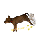 愛犬Chériと素敵なお友達（個別スタンプ：8）