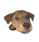 愛犬Chériと素敵なお友達（個別スタンプ：9）