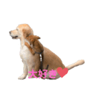愛犬Chériと素敵なお友達（個別スタンプ：10）