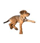 愛犬Chériと素敵なお友達（個別スタンプ：11）