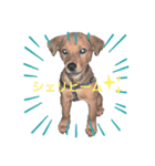 愛犬Chériと素敵なお友達（個別スタンプ：13）