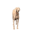 愛犬Chériと素敵なお友達（個別スタンプ：14）