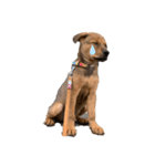 愛犬Chériと素敵なお友達（個別スタンプ：16）