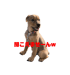 愛犬Chériと素敵なお友達（個別スタンプ：17）