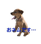 愛犬Chériと素敵なお友達（個別スタンプ：18）