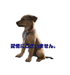 愛犬Chériと素敵なお友達（個別スタンプ：20）