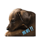愛犬Chériと素敵なお友達（個別スタンプ：21）